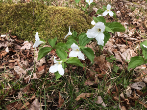 Photo By: Stephen M. Young. Photo taken: Onondaga County, NY on 3 May 2014